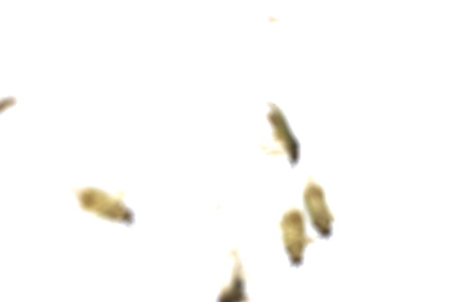 Image 56